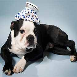 Leptospirosis In Dogs